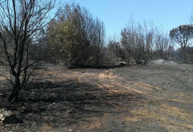 Le prime immagini del dopo incendio che ha devastato la pineta di Castelfusano a Ostia